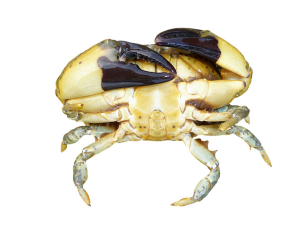 normandy crab